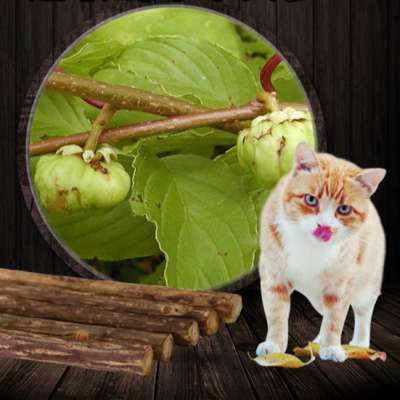 5PCS Cat cleaning teeth Pure natural catnip pet cat molar Toothpaste stick silvervine actinidia cat snacks sticks tooth care